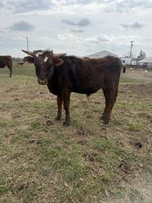 Bull Calf 2/25